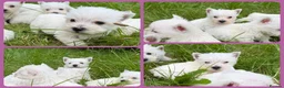 West Highland Terrier dogs for sale: West Highland Terrier Pups - Advert 3