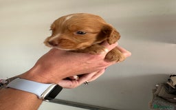 Cocker Spaniel dogs for sale: Working Cocker spaniel puppies  - Image 38