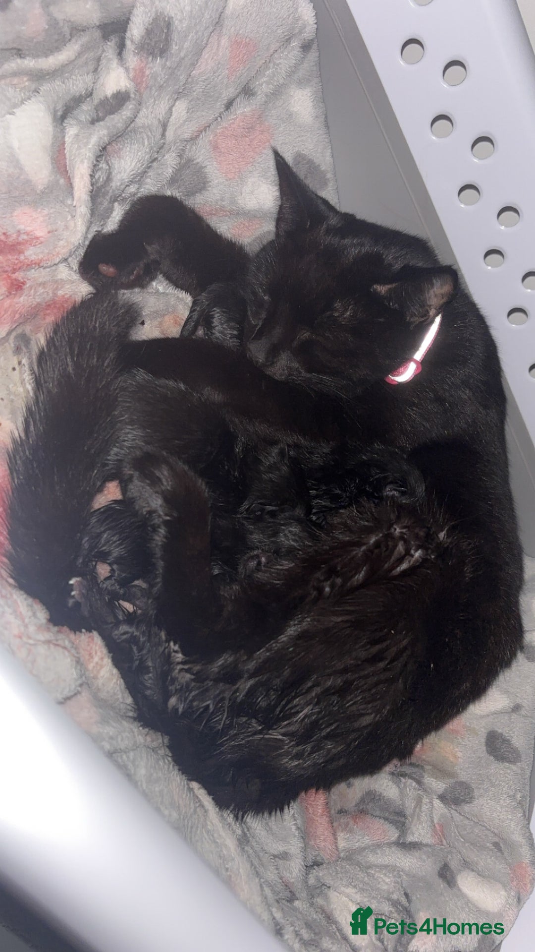Ragamese cats for sale: RAMAMESE KITTENS  - Image 3