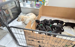 Mixed Breed dogs for sale: Labrador cross pups for sale (staffadors) - Image 5
