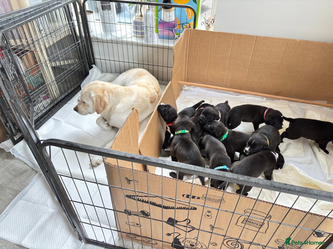 Mixed Breed dogs for sale: Labrador cross pups for sale (staffadors) - Image 5