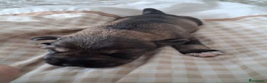 Miniature Schnauzer 1