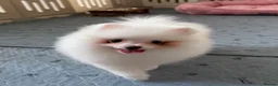 Pomeranian dogs for sale: Tiny White snow Pomeranian Puppies  - Advert 15