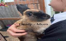 Netherland Dwarf rabbits for sale: Beautiful Purebred Netherland Dwarfs - Image 8