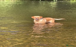 Labrador Retriever dogs for sale: Outstanding KC Registered Fox Red Labs  🐾🩵 in Newton Aycliffe - Image 14