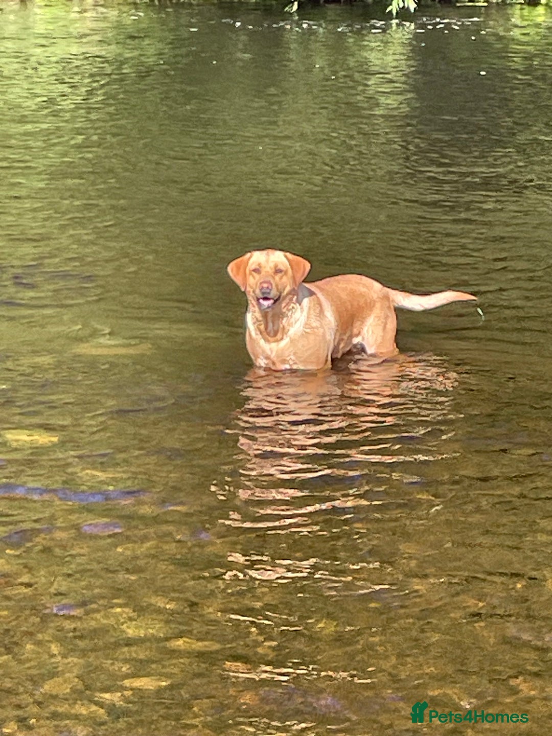 Labrador Retriever dogs for sale: Outstanding KC Registered Fox Red Labs  🐾🩵 in Newton Aycliffe - Image 14
