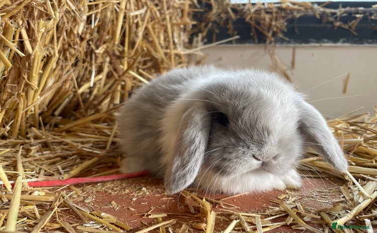 Mini Lop rabbits - Advert 1