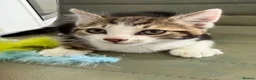 Mixed Breed cats for sale: Kittens Ready Now - Advert 7