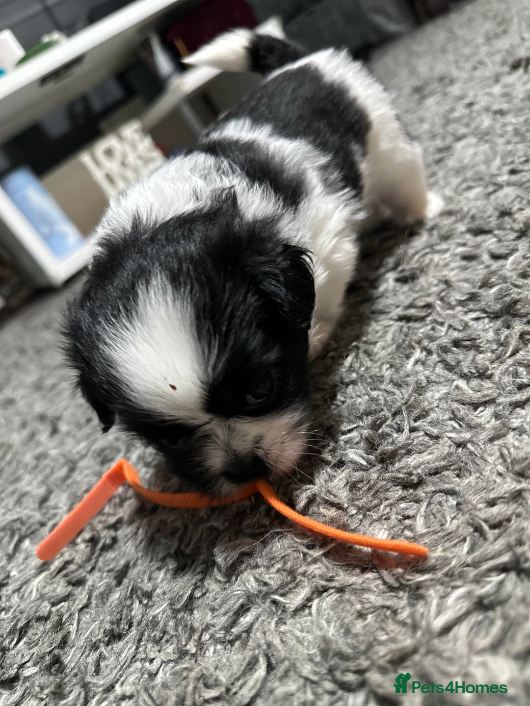 Mixed Breed dogs for sale: 6 beautiful Shih Tzu/Pomerianian puppies !  - Image 13