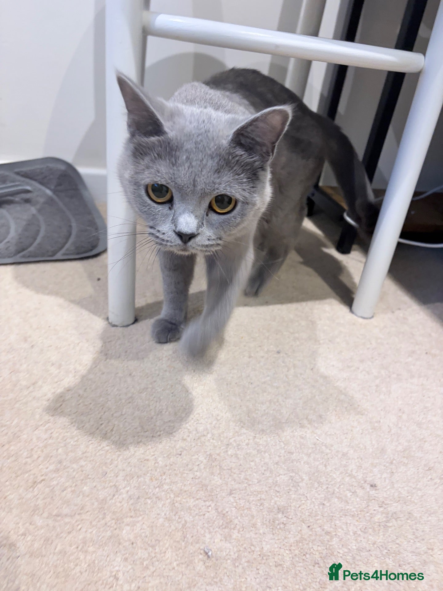 Mixed Breed cats British Short & and Scottish Longhair - Advert 3