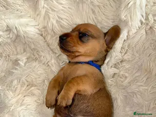 Miniature Dachshund dogs Your new best friend awaits🥰 5 gorgeous boys🩵 - Advert 15