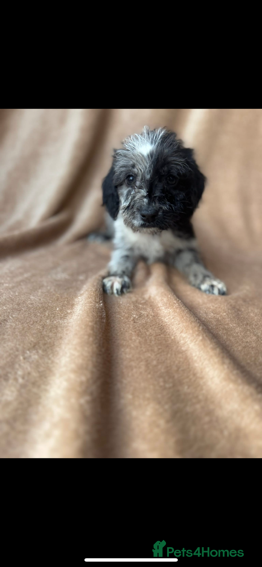 Cockapoo dogs for sale: F1 cockapoos  - Image 5