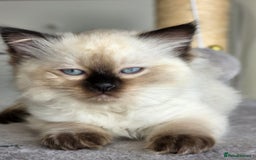 Ragdoll cats for sale: Ragdoll boys for new homes - Image 7