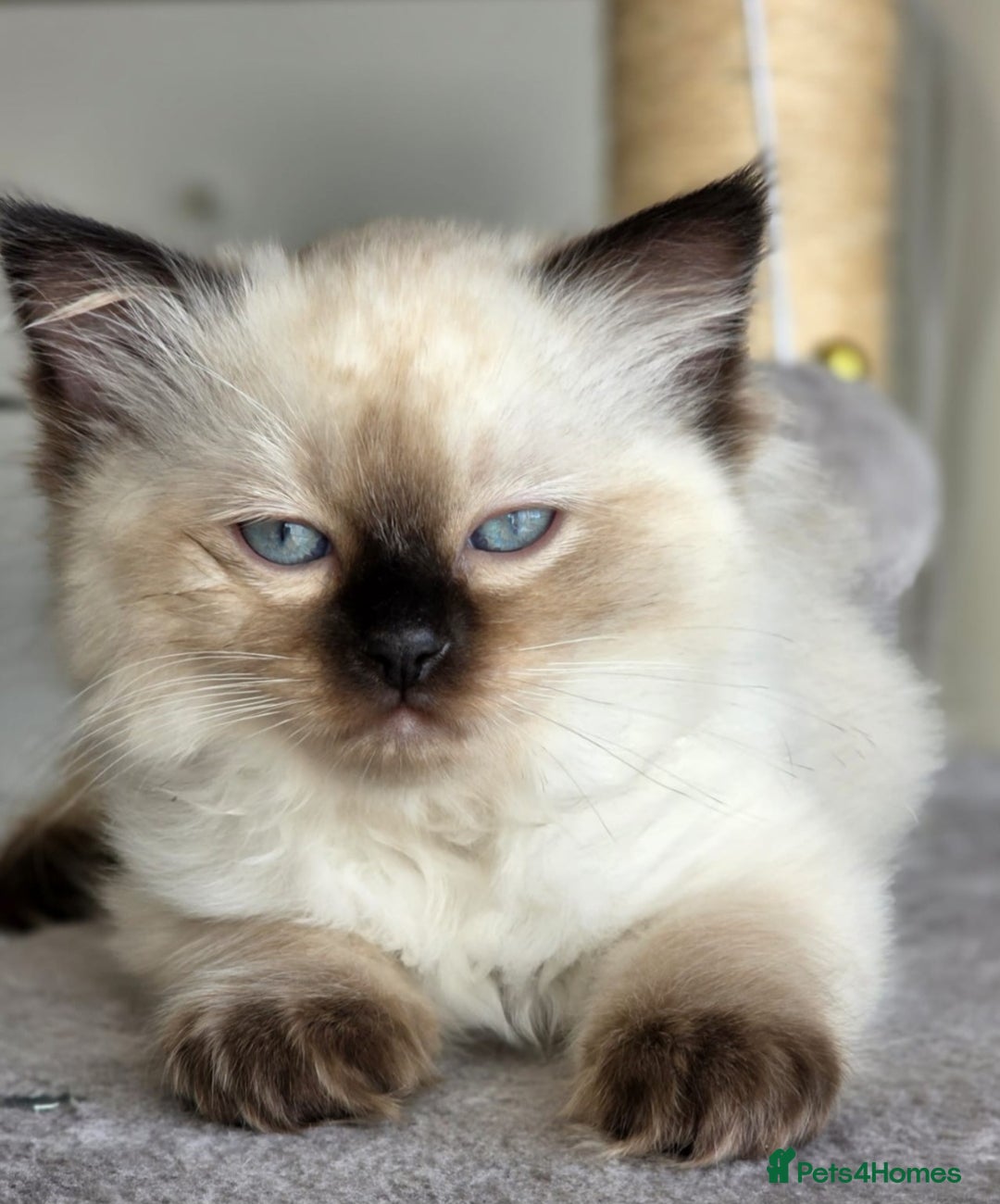 Ragdoll cats for sale: Ragdoll boys for new homes - Image 7