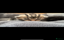 Domestic Shorthair cats for sale: 3 Beautiful kittens  - Image 8