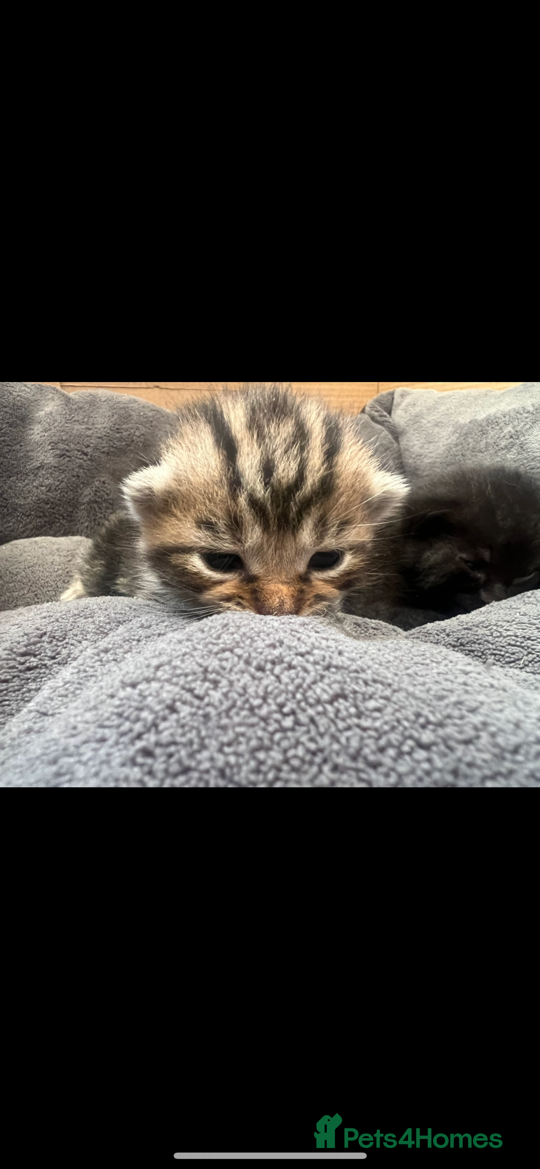 Domestic Shorthair cats for sale: 3 Beautiful kittens  - Image 8