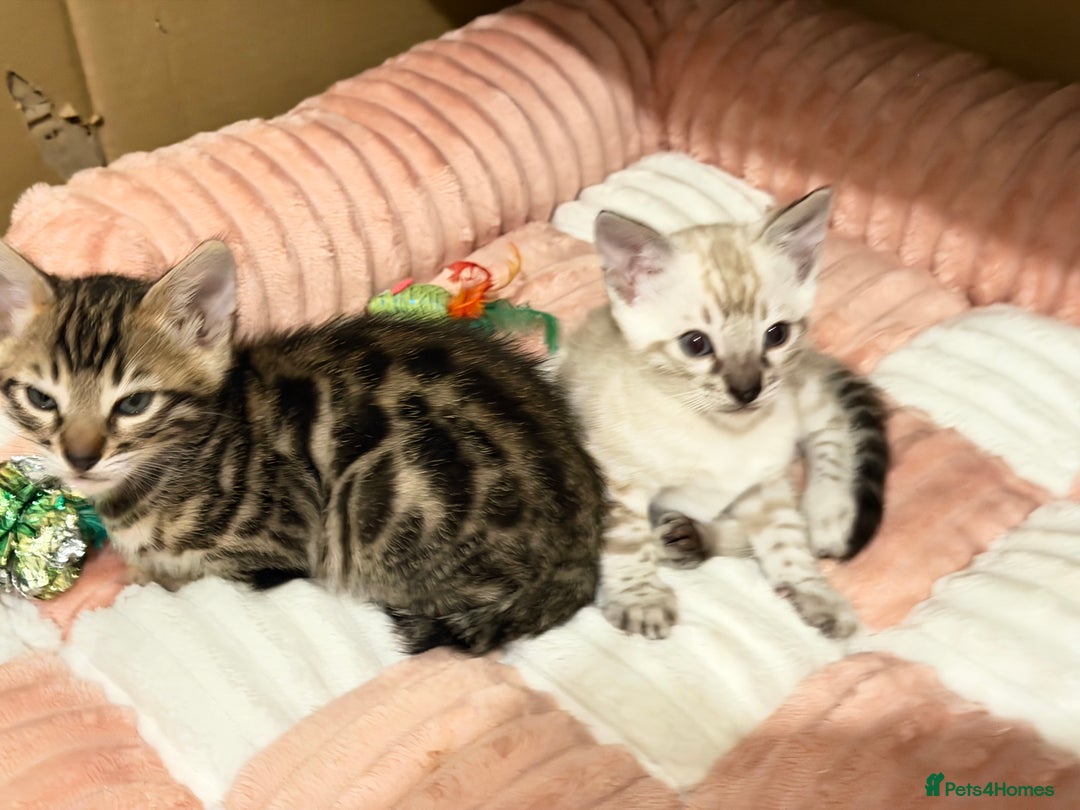 Bengal cats for sale: 🩶 BENGAL 🔥 KITTENS 🤍 TICA REGISTERED  - Advert 23