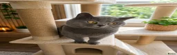 British Shorthair cats for sale: Two Gorgeous British Shorthair Kittens - Advert 2