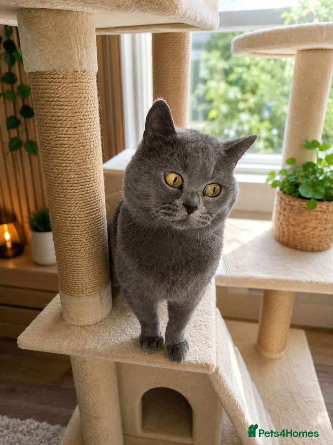 British Shorthair cats for sale: Two Gorgeous British Shorthair Kittens - Advert 2