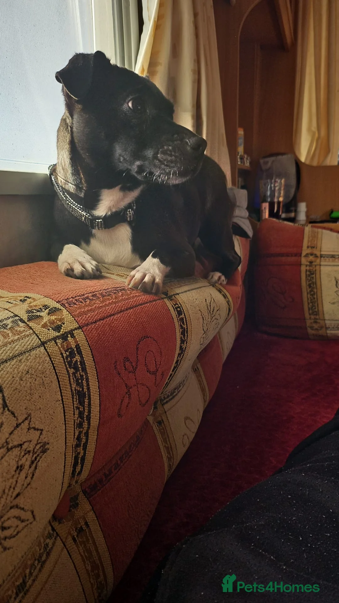 Jug dogs for sale: 5 year old female jug looking for good home - Advert 3