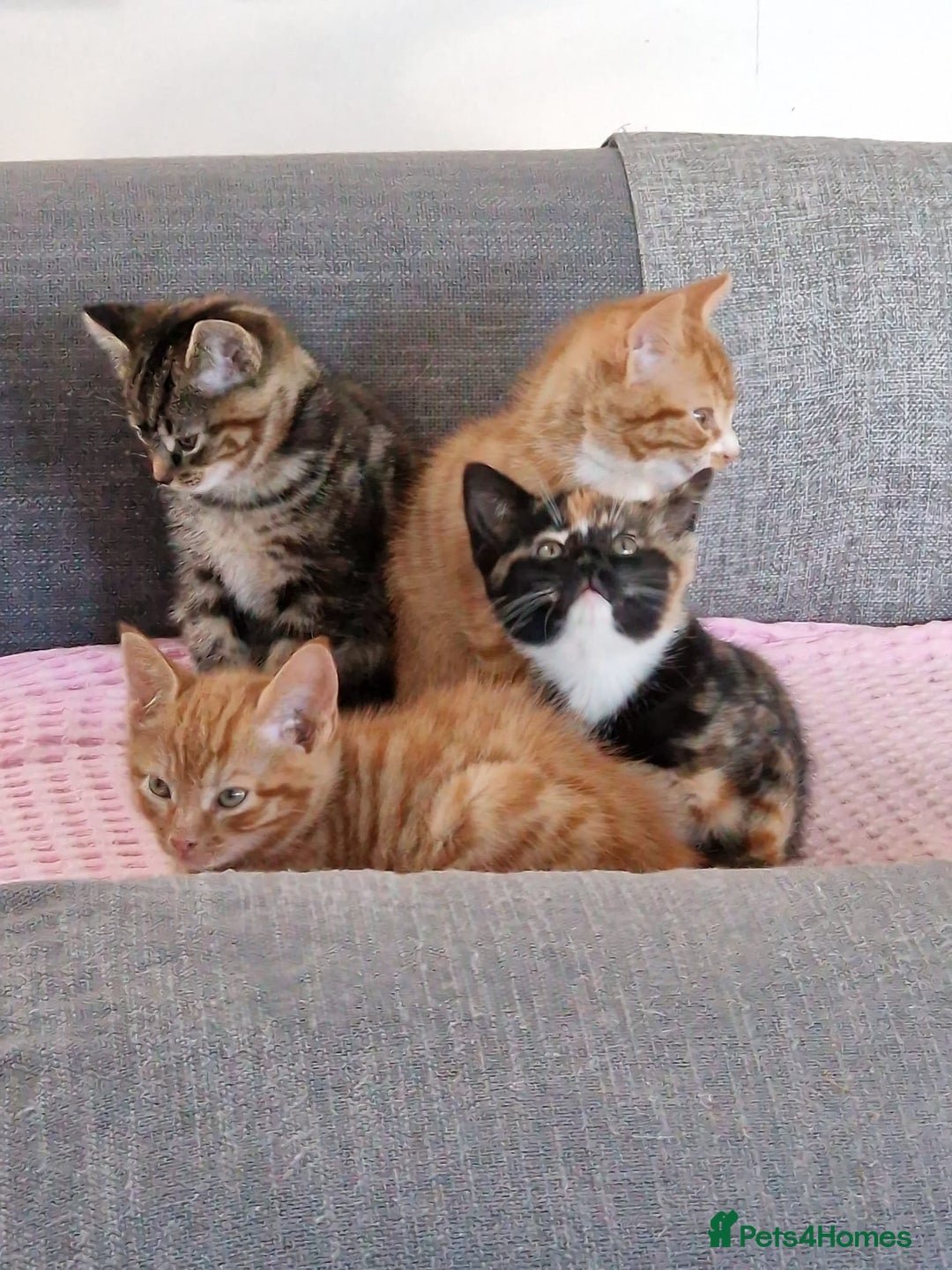 Mixed Breed cats for sale: Very special tortie and white girl - Advert 18