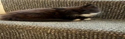 Mixed Breed cats for sale: Kittens - Advert 2