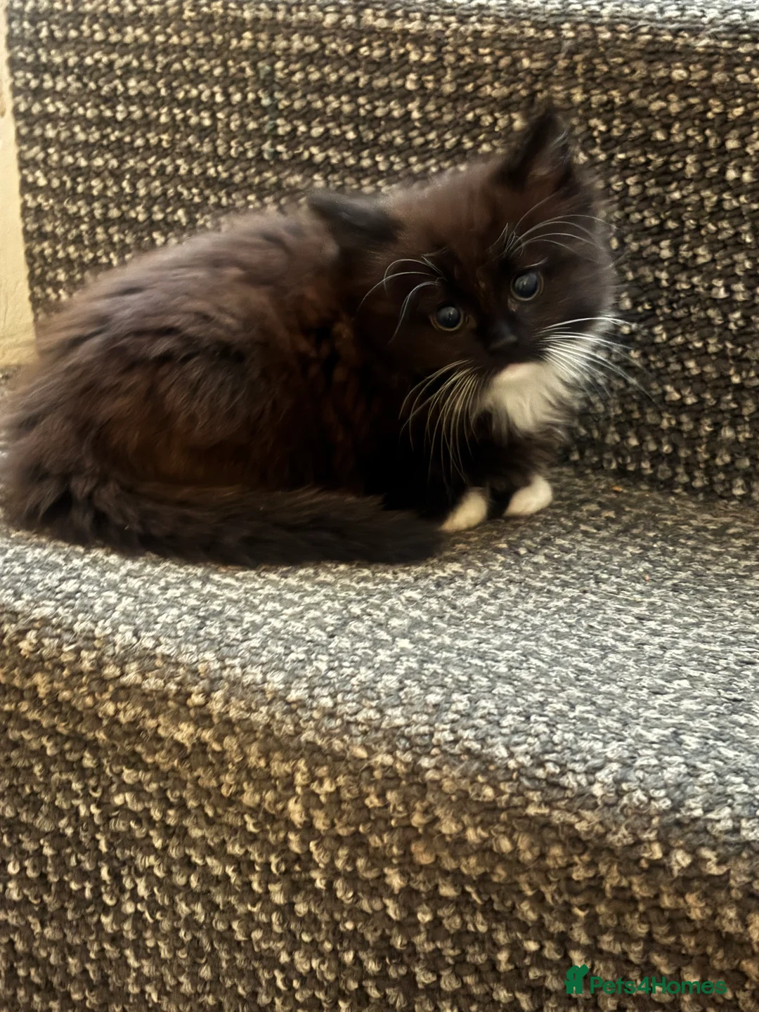 Mixed Breed cats for sale: Kittens - Advert 2