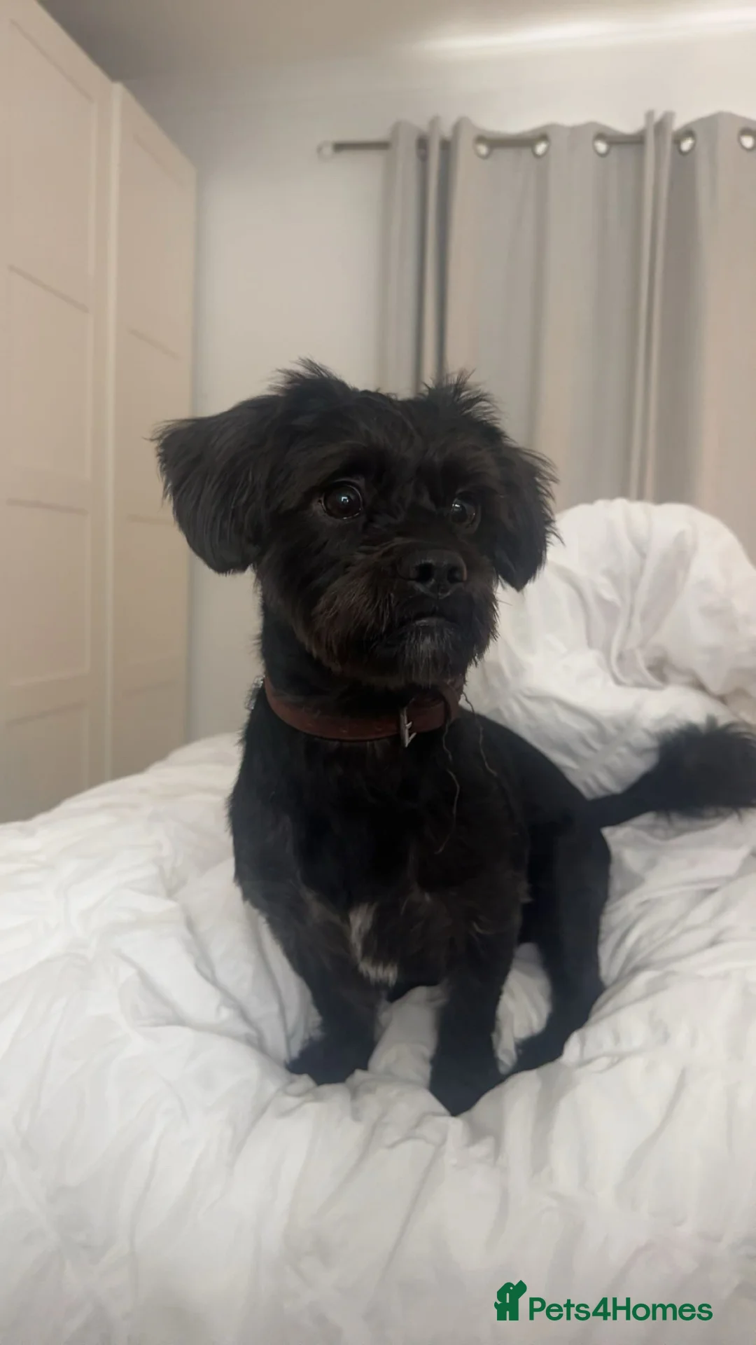 Shihpoo dogs for sale: MALE SHIHPOO NEED REHOMING - Advert 2