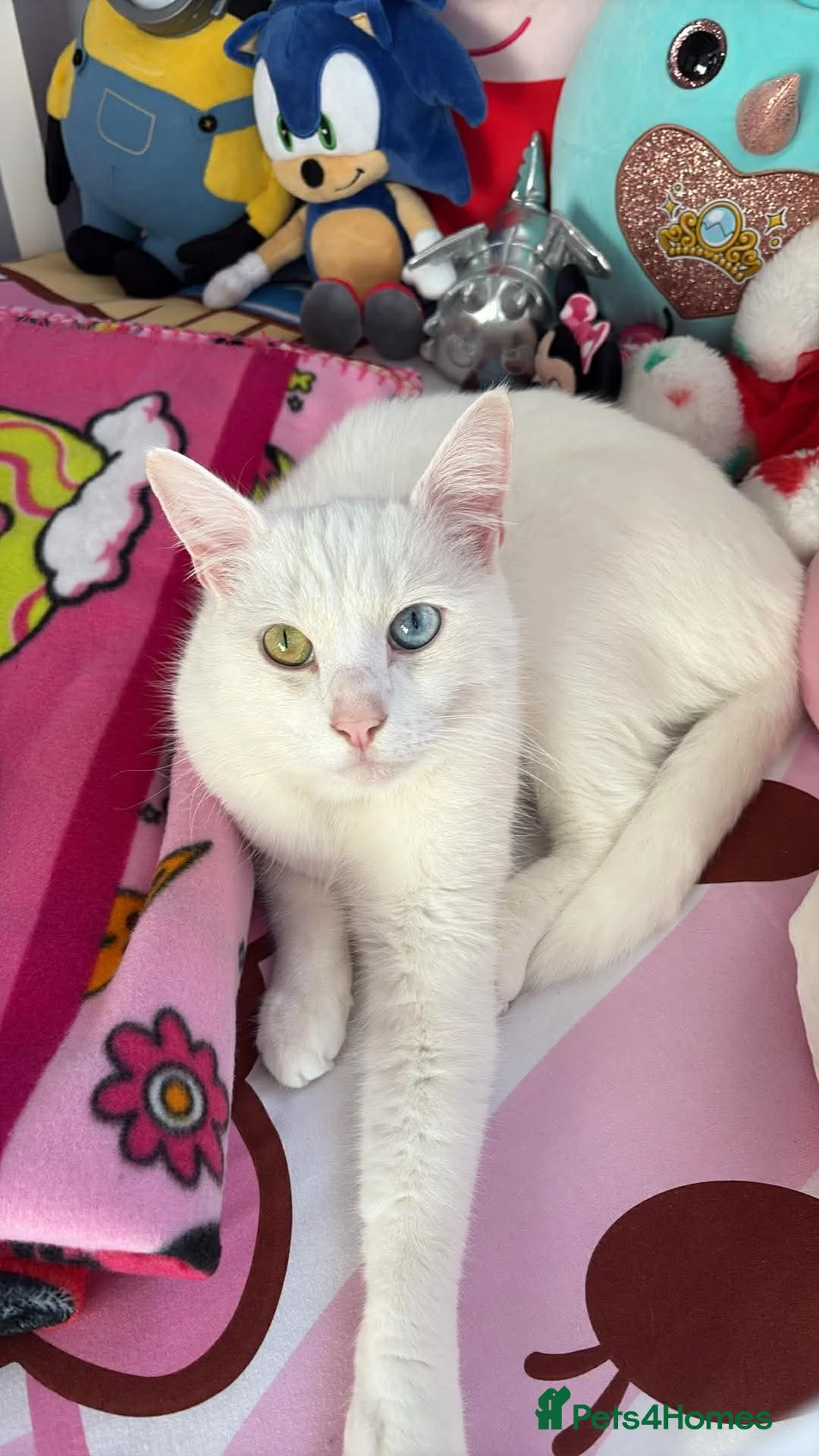 Domestic Shorthair cats for sale: Gorgeous Boy In Need of a Suitable Home in Brierley Hill - Advert 1