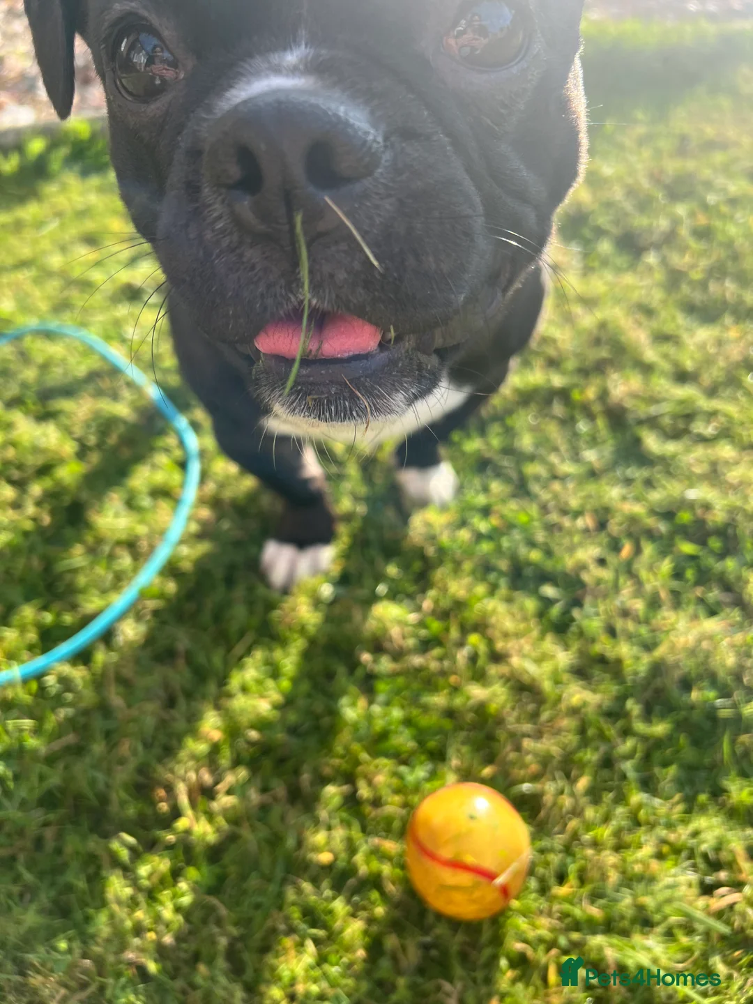 Pug dogs for sale: Milo needs an urgent home 🚨 - Advert 2