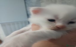 Maine Coon cats for sale: 3 gorgeous maincoon babies  - Image 6