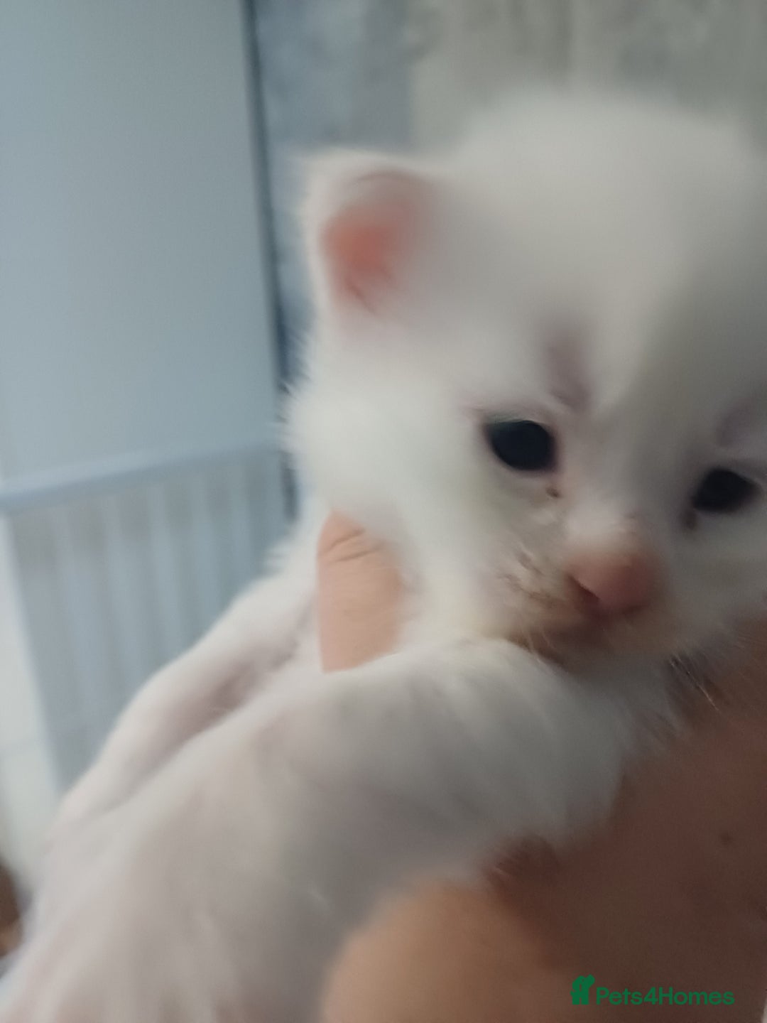 Maine Coon cats for sale: 3 gorgeous maincoon babies  - Image 6