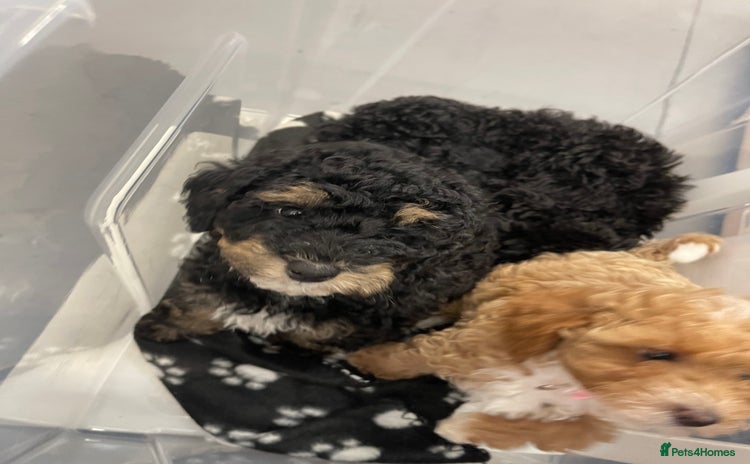 Toy Poodle dogs - Advert 3