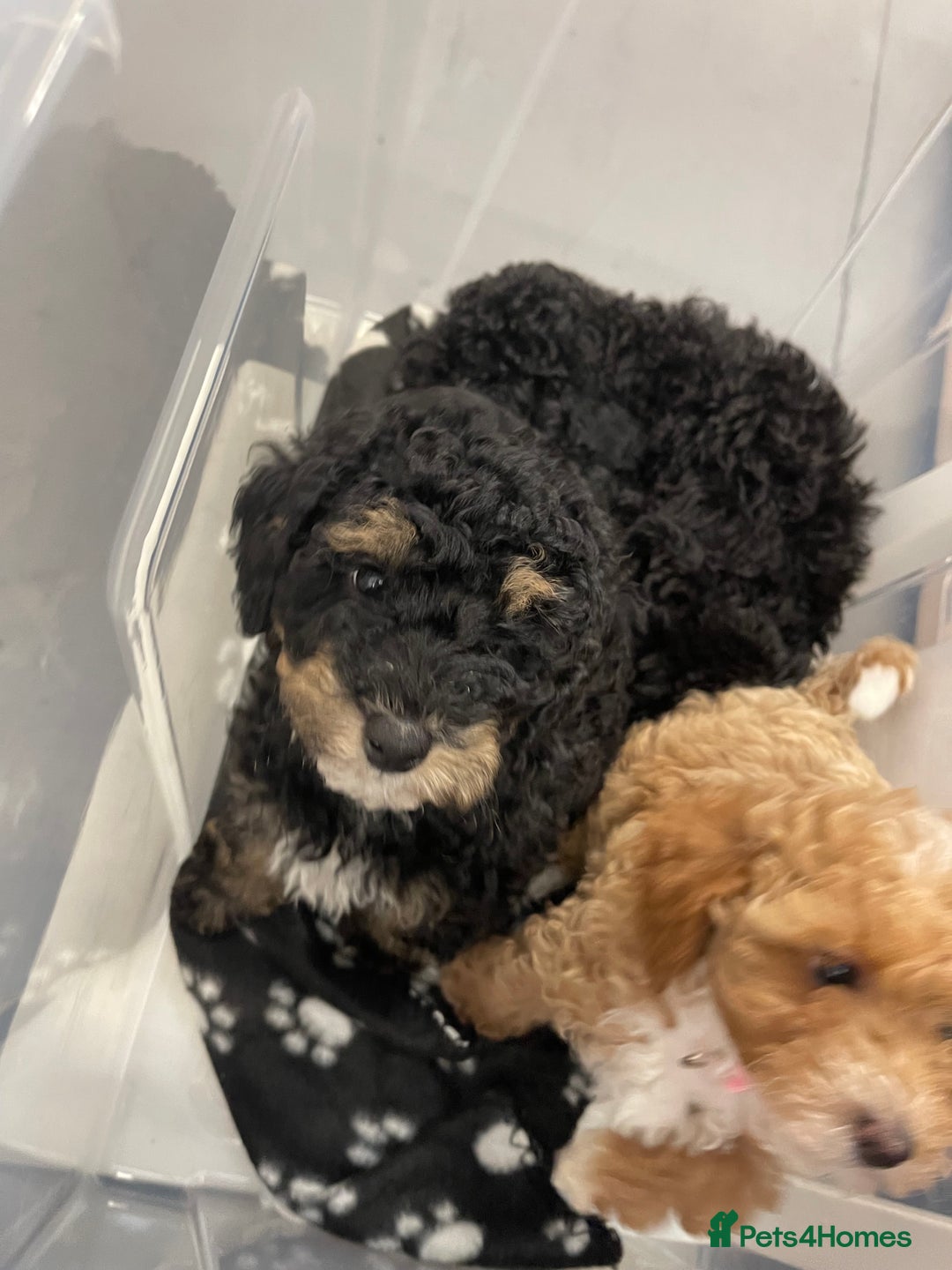 Toy Poodle dogs for sale: Toy poodle puppy  - Image 1