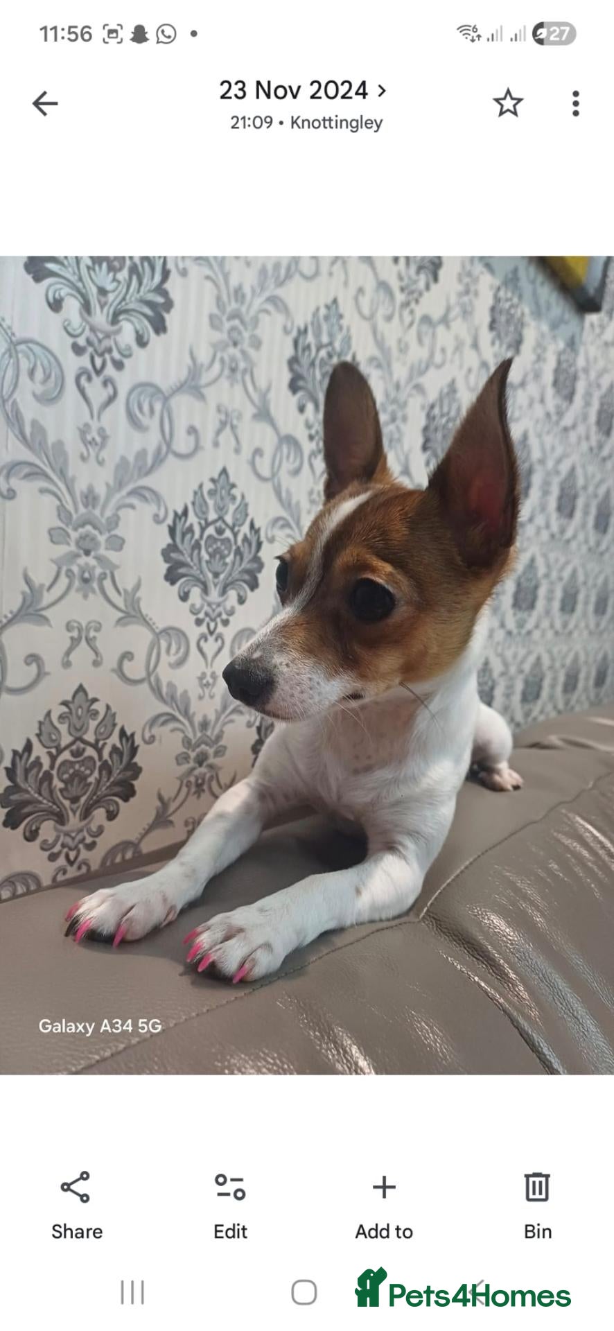 Jack Russell dogs Patient loving jack Russell  - Advert 3