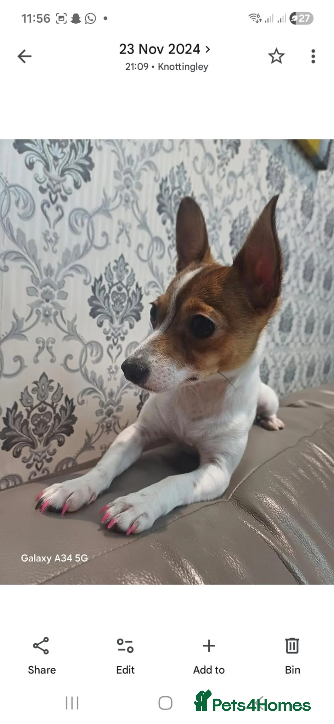 Jack Russell dogs for sale: Patient loving jack Russell  in Knottingley - Advert 1
