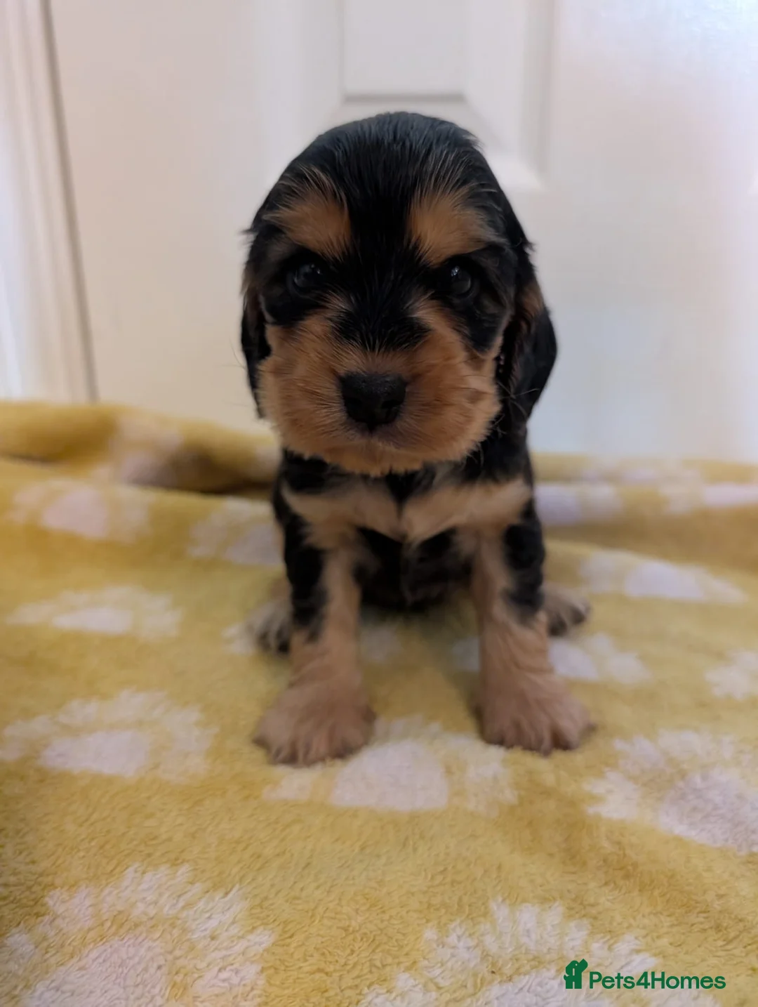 Cocker Spaniel dogs for sale: Kc Health Tested Show Type Cocker Spaniel Puppies - Advert 30