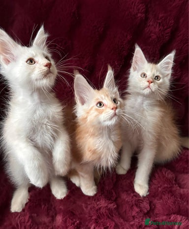 Free Kittens for sale | Pets4Homes