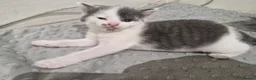 Domestic Shorthair cats for sale: 3 little princess and 3 little prince for sale  - Advert 9