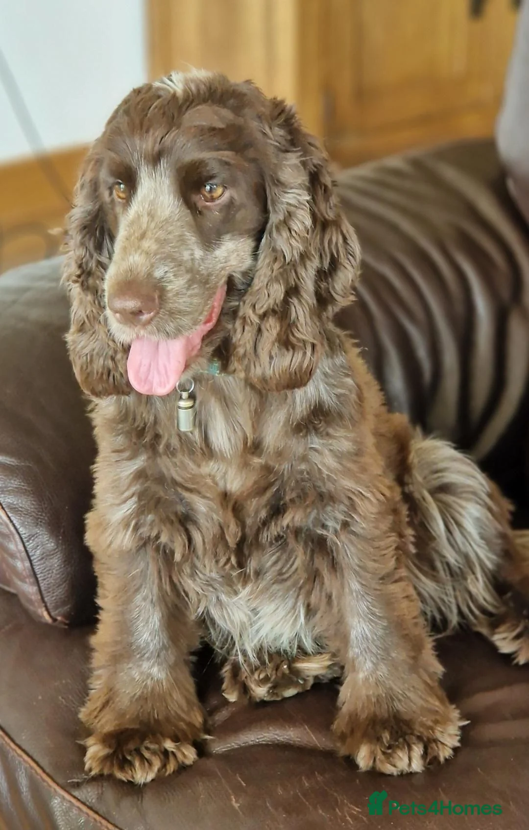 Cocker Spaniel dogs for sale: DUE 31/10/26 KC SHOW TYPE COCKER SPANIELS in Brecon - Advert 2