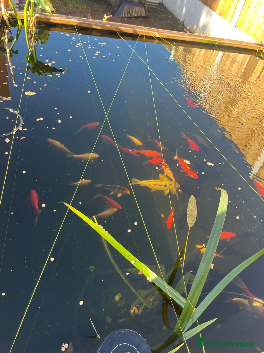 Goldfish fish for sale: Goldfish only in Widnes - Advert 2