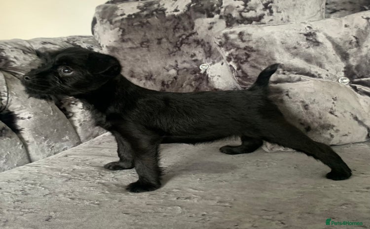 Patterdale Terrier dogs - Advert 1