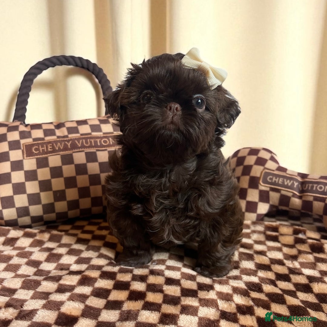 Shih Tzu dogs for sale: Stunning KC chocolate imperial Shihtzu puppies - Image 13