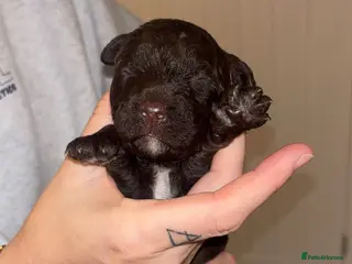 Labradoodle dogs Miniature labradoodles for sale PHANTOM - Advert 15