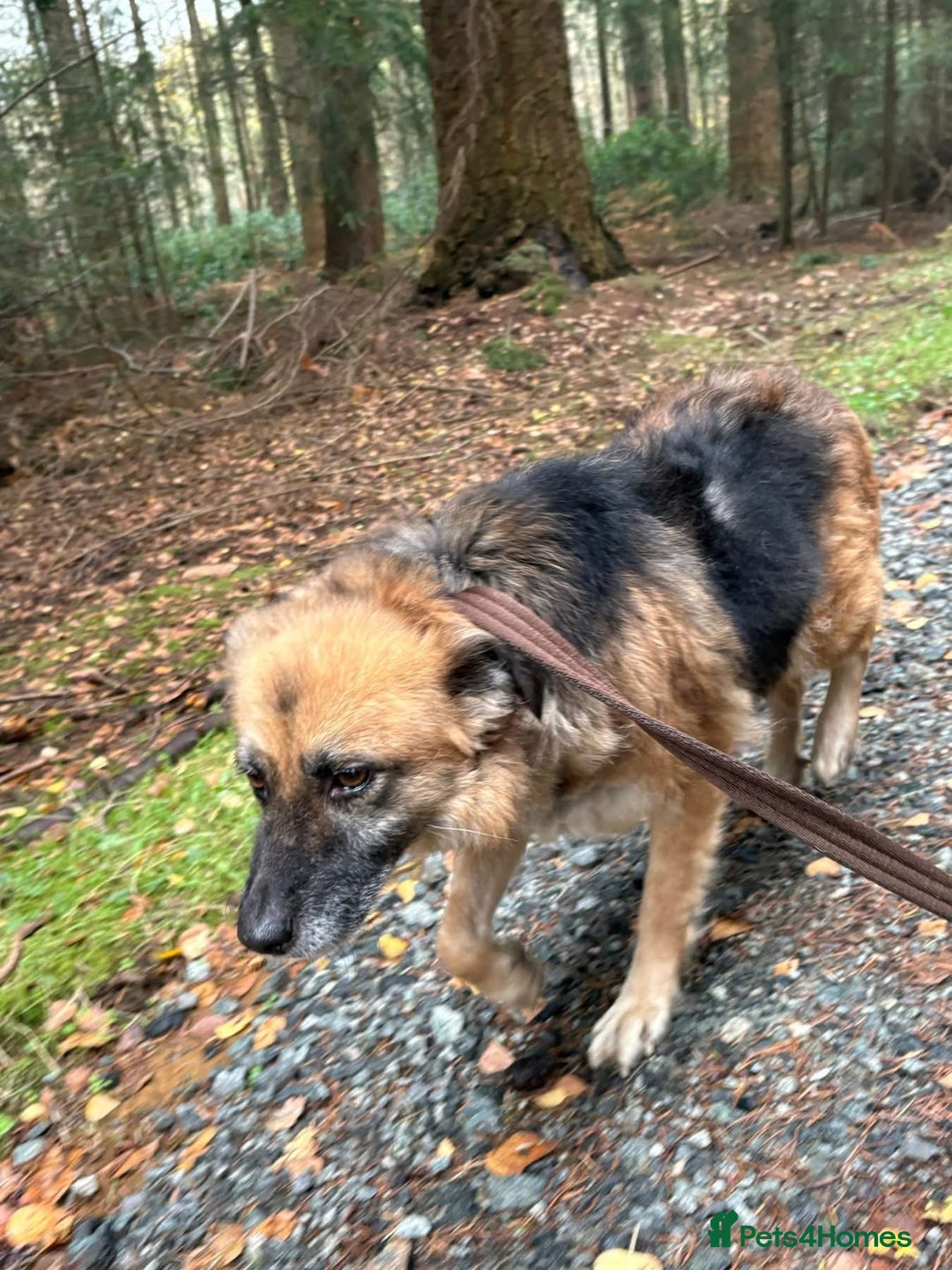 Mixed Breed dogs for adoption: Sian - Norwich Norfolk  - Advert 3