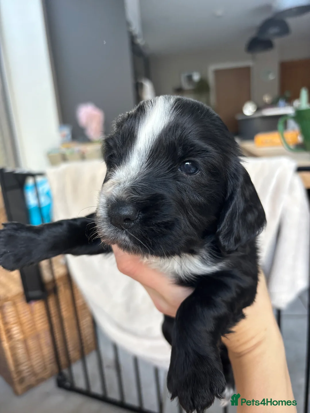 Cocker Spaniel dogs for sale: Working cocker spaniel puppies  - Advert 5