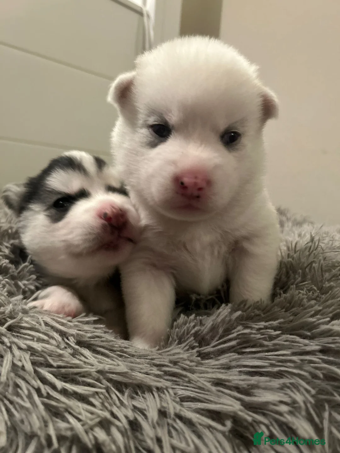 Pomsky dogs for sale: F2 Pomsky Puppies – Luna’s Pride Litter  - Advert 8