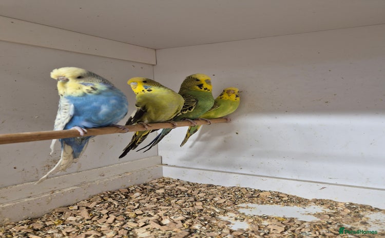Budgerigars birds - Advert 12