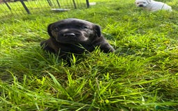 Labrador Retriever dogs for sale: KC health tested Labrador Pups  - Image 2