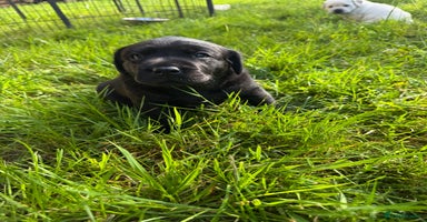 Labrador Retriever dogs - Advert 2